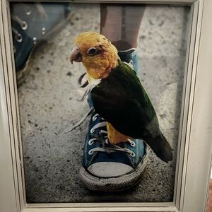 Picture of parrot in glass frame. Size 8 x 10